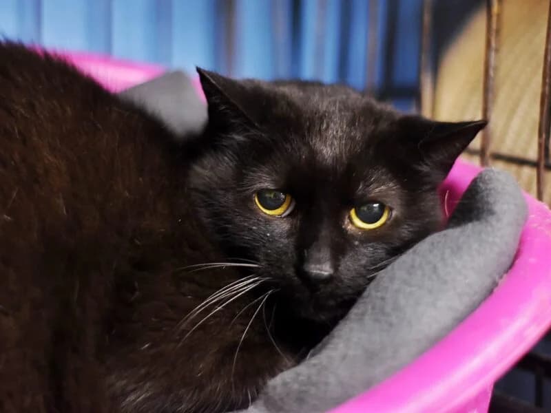 Muniek,  senior Mixed Breed for adoption at Fundacja Azylu pod Psim Aniolem, Warszawa