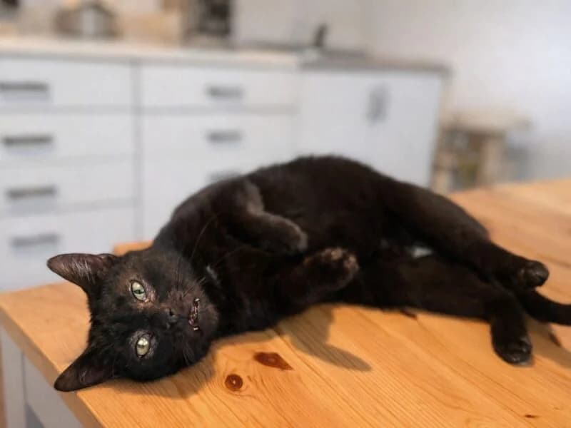 Ninja,  7yo Mixed Breed for adoption at Fundacja Azylu pod Psim Aniolem, Warszawa