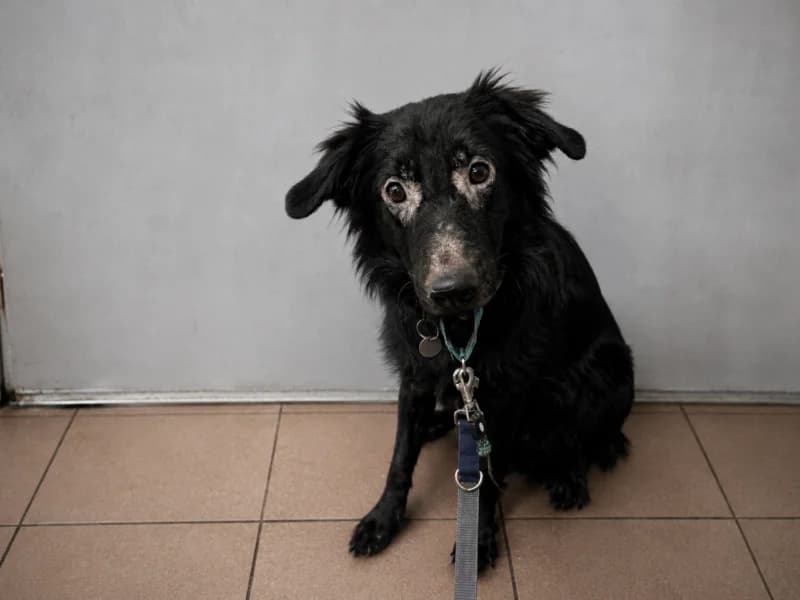 Nox,  Mixed Breed for adoption at Fundacja Azylu pod Psim Aniolem, Warszawa