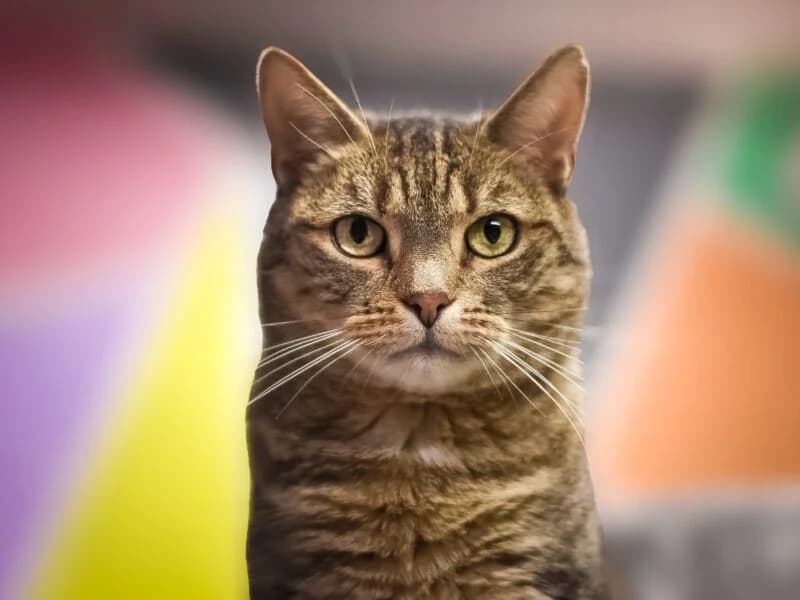 Pusia,  senior Mixed Breed for adoption at Fundacja Azylu pod Psim Aniolem, Warszawa