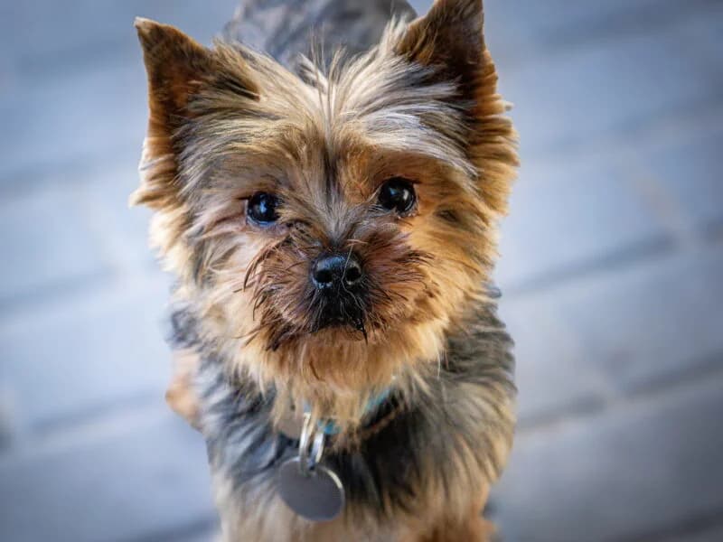 Pyłka,  4yo Mixed Breed for adoption at Fundacja Azylu pod Psim Aniolem, Warszawa