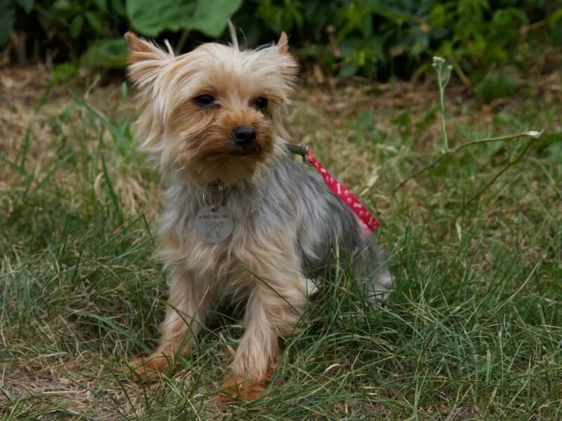 Pynia,  4yo Mixed Breed for adoption at Fundacja Azylu pod Psim Aniolem, Warszawa