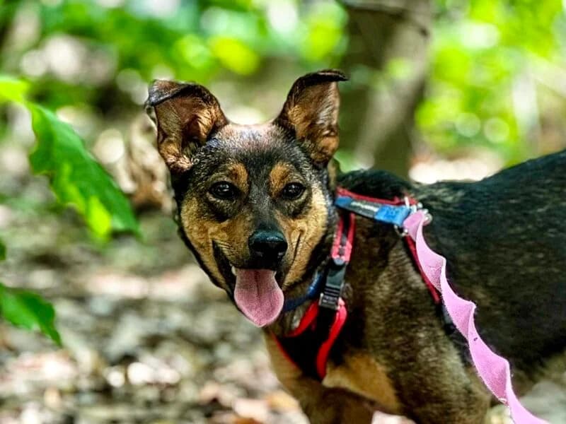 Rina, Mixed Breed (Fundacja Azylu pod Psim Aniolem)