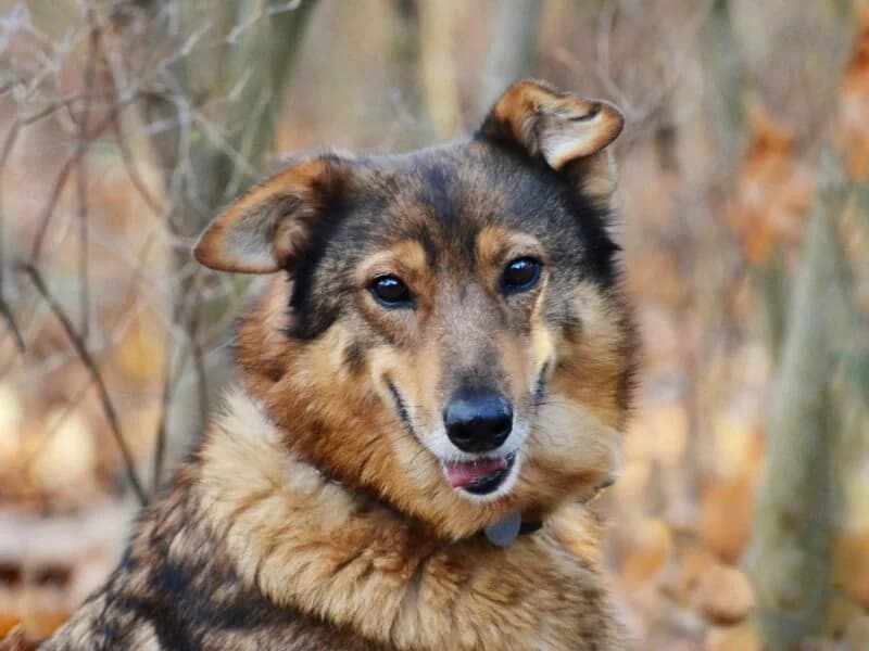 Ripley, Mixed Breed (Fundacja Azylu pod Psim Aniolem)