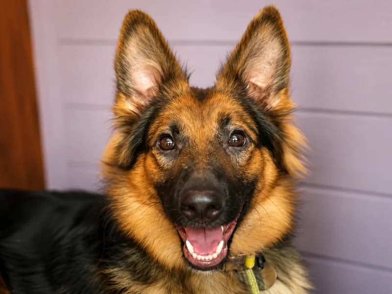 Skadi,  Mixed Breed for adoption at Fundacja Azylu pod Psim Aniolem, Warszawa