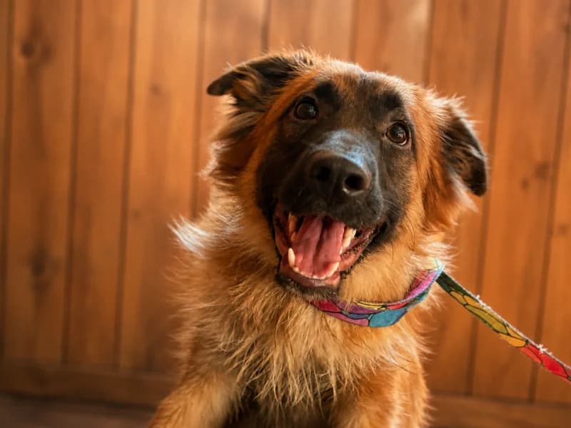 Szak,  Mixed Breed for adoption at Fundacja Azylu pod Psim Aniolem, Warszawa