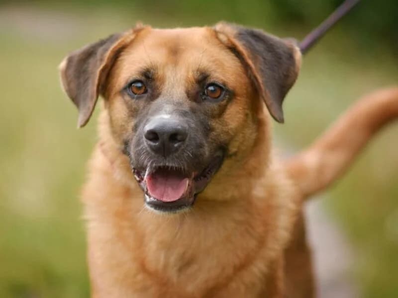 Tedi, Mixed Breed (Fundacja Azylu pod Psim Aniolem)