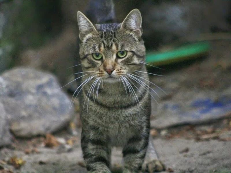 Michał,  senior Mixed Breed for adoption at Fundacja Azylu pod Psim Aniolem, Warszawa