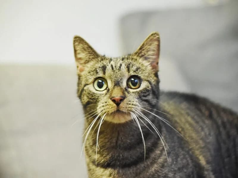 Torpeda,  senior Mixed Breed for adoption at Fundacja Azylu pod Psim Aniolem, Warszawa