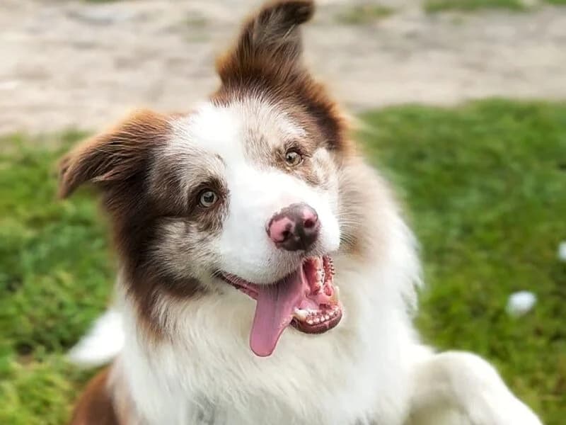 Vito, Mixed Breed (Fundacja Azylu pod Psim Aniolem)