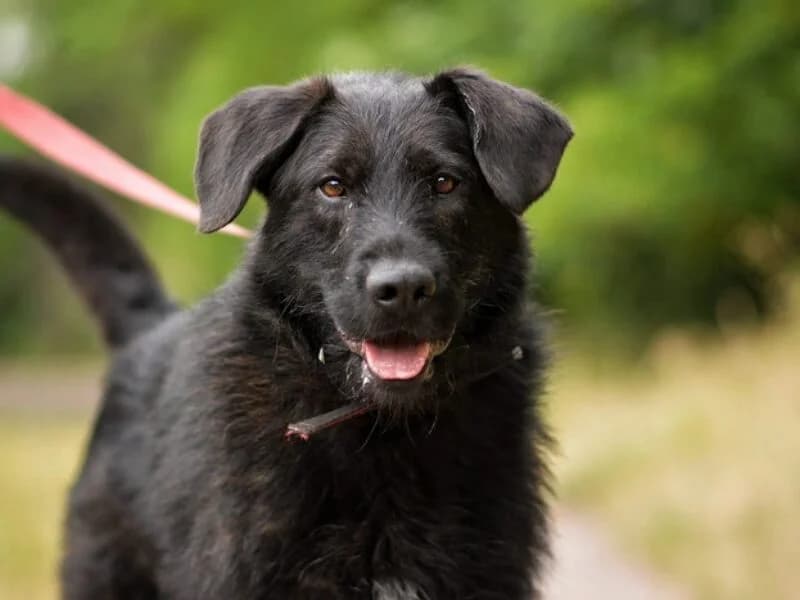 Wigor, Mixed Breed (Fundacja Azylu pod Psim Aniolem)