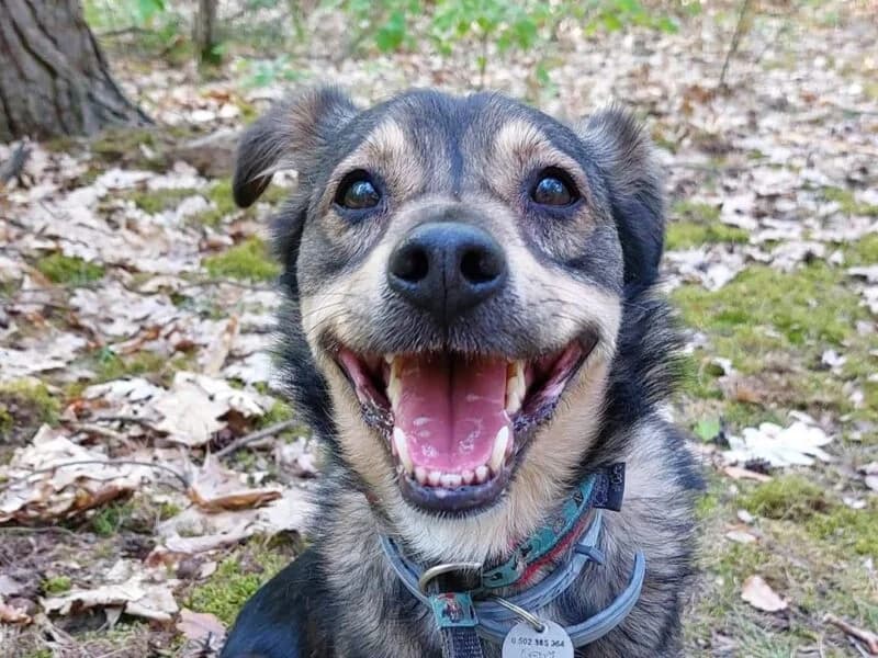 Wilczek,  senior Mixed Breed for adoption at Fundacja Azylu pod Psim Aniolem, Warszawa