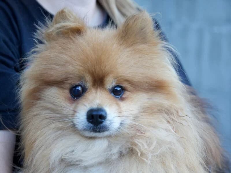 Wituś,  4yo Mixed Breed for adoption at Fundacja Azylu pod Psim Aniolem, Warszawa