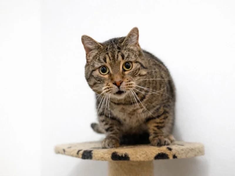Żonkil,  senior Mixed Breed for adoption at Fundacja Azylu pod Psim Aniolem, Warszawa