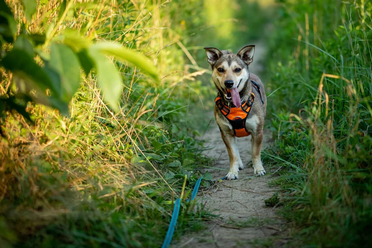 MELON, male 3yo Mixed Breed for adoption at Stalowowolskie Stowarzyszenie Opieki nad Zwierzętami