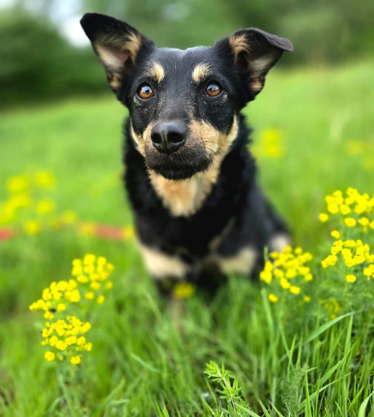 ZARA, female 3yo Mixed Breed for adoption at Stalowowolskie Stowarzyszenie Opieki nad Zwierzętami