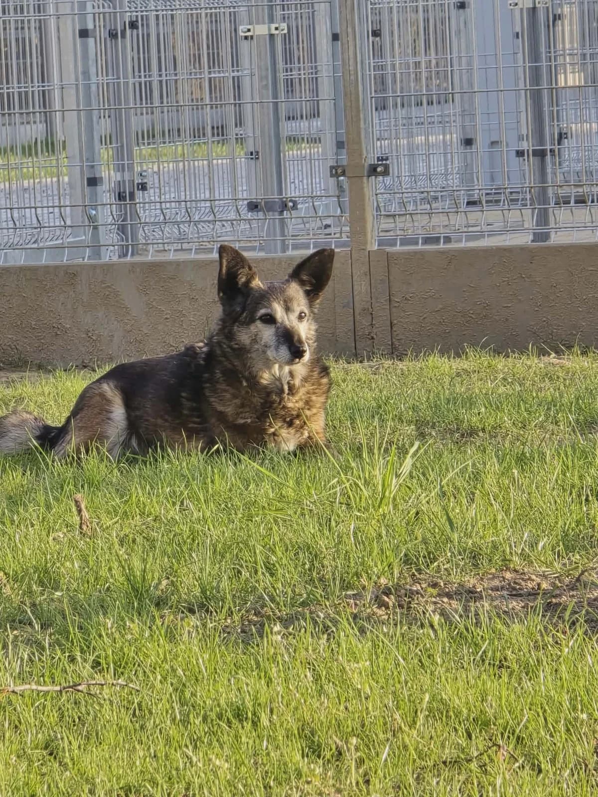 TREMA, female senior Mixed Breed for adoption at Stalowowolskie Stowarzyszenie Opieki nad Zwierzętami