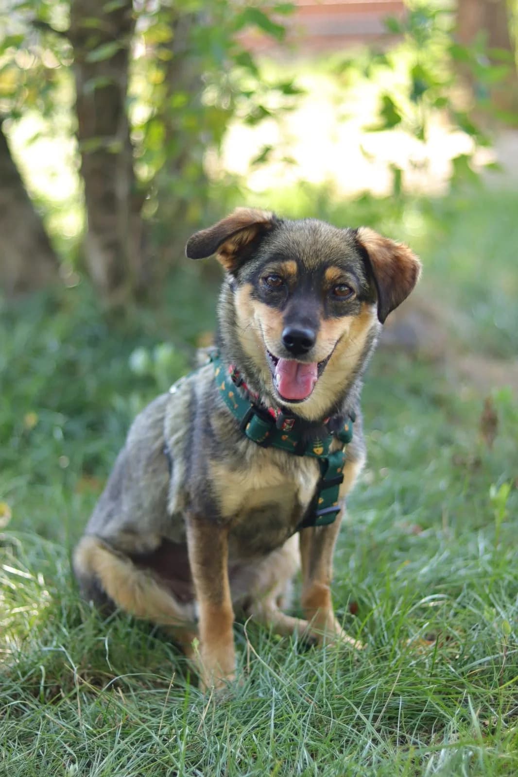 GIENIA, female young Mixed Breed for adoption at Stalowowolskie Stowarzyszenie Opieki nad Zwierzętami