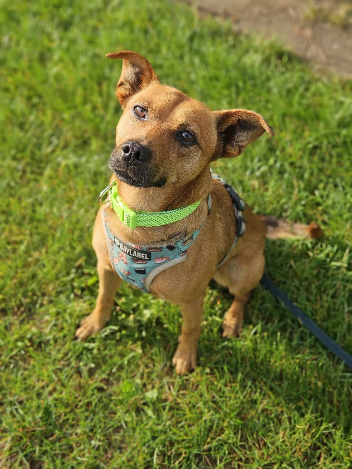 ZBYSZEK, male 3yo Mixed Breed for adoption at Stalowowolskie Stowarzyszenie Opieki nad Zwierzętami