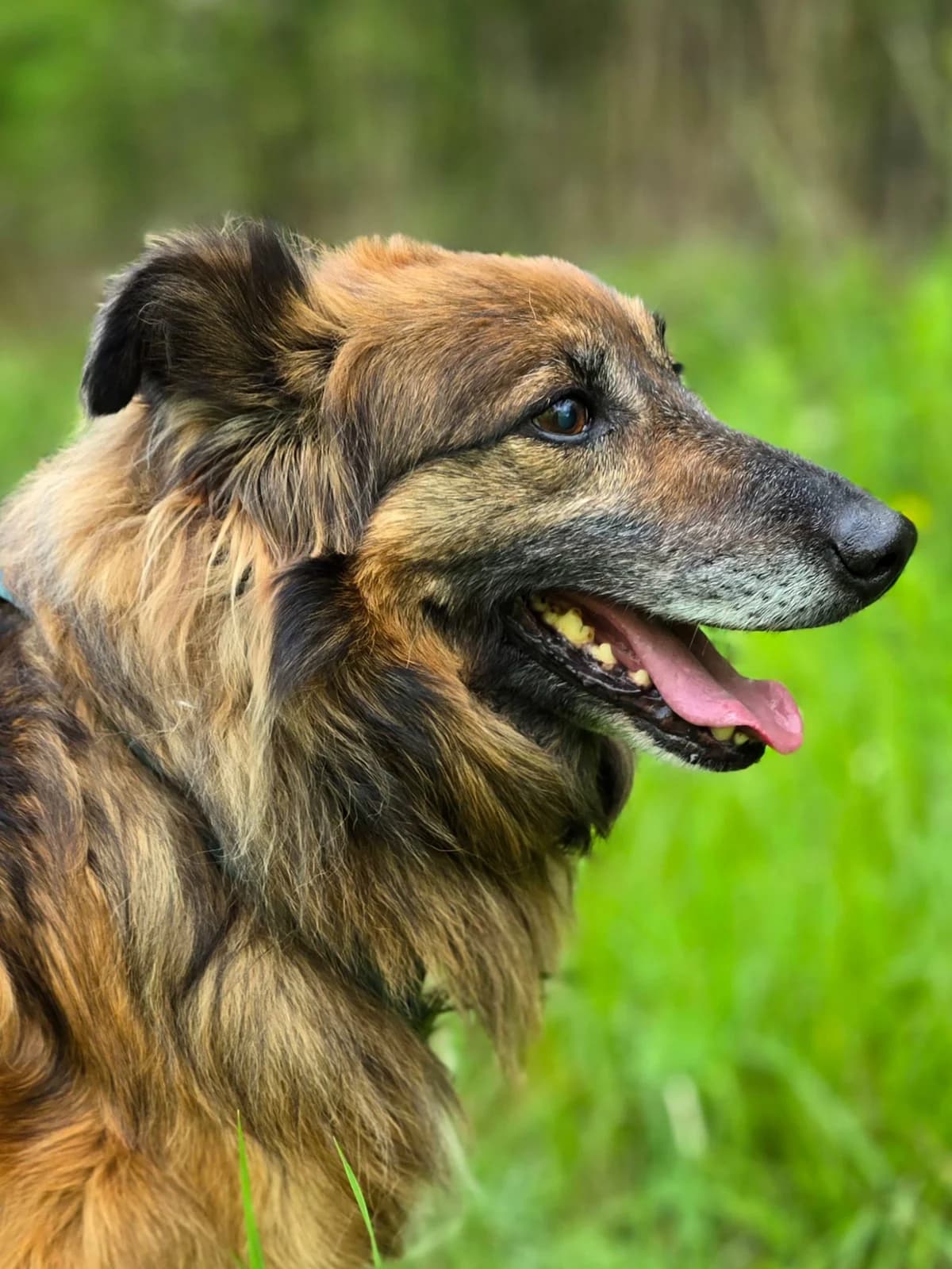 KARO, male senior Mixed Breed for adoption at Stalowowolskie Stowarzyszenie Opieki nad Zwierzętami
