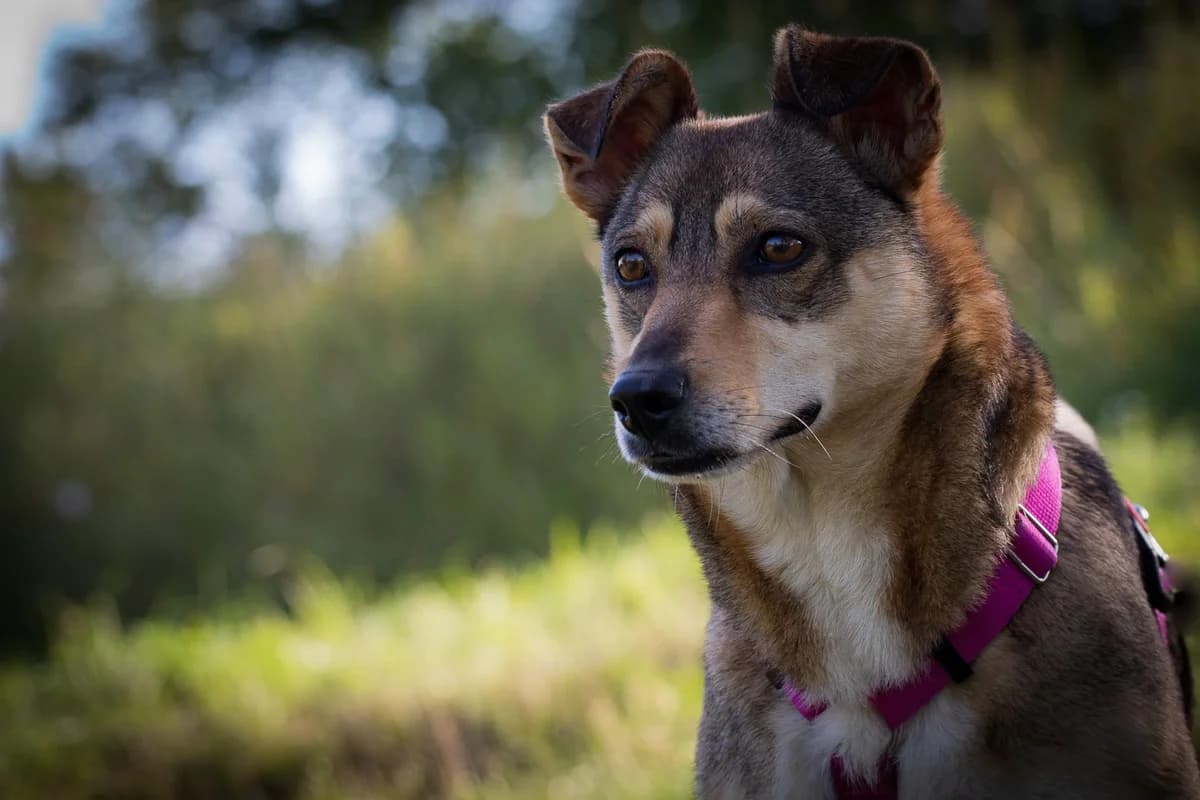 SIGMA, female senior Mixed Breed for adoption at Stalowowolskie Stowarzyszenie Opieki nad Zwierzętami