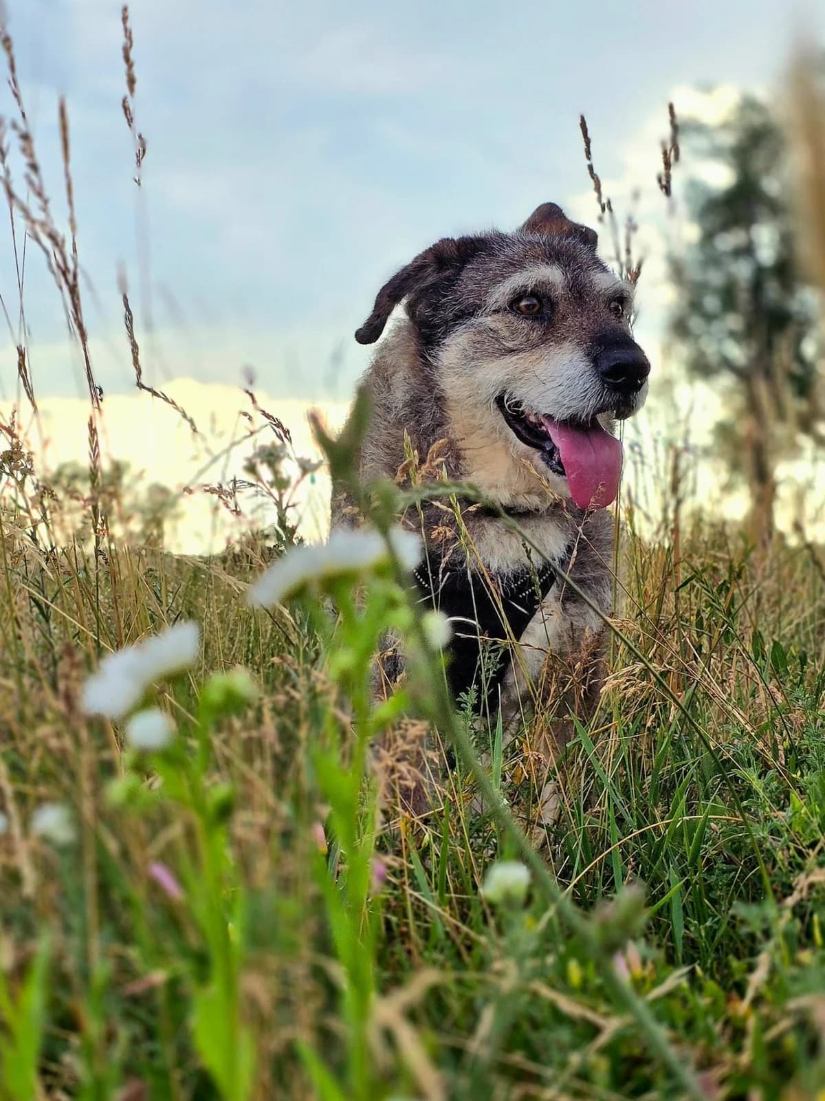 BALU, male senior Mixed Breed for adoption at Stalowowolskie Stowarzyszenie Opieki nad Zwierzętami