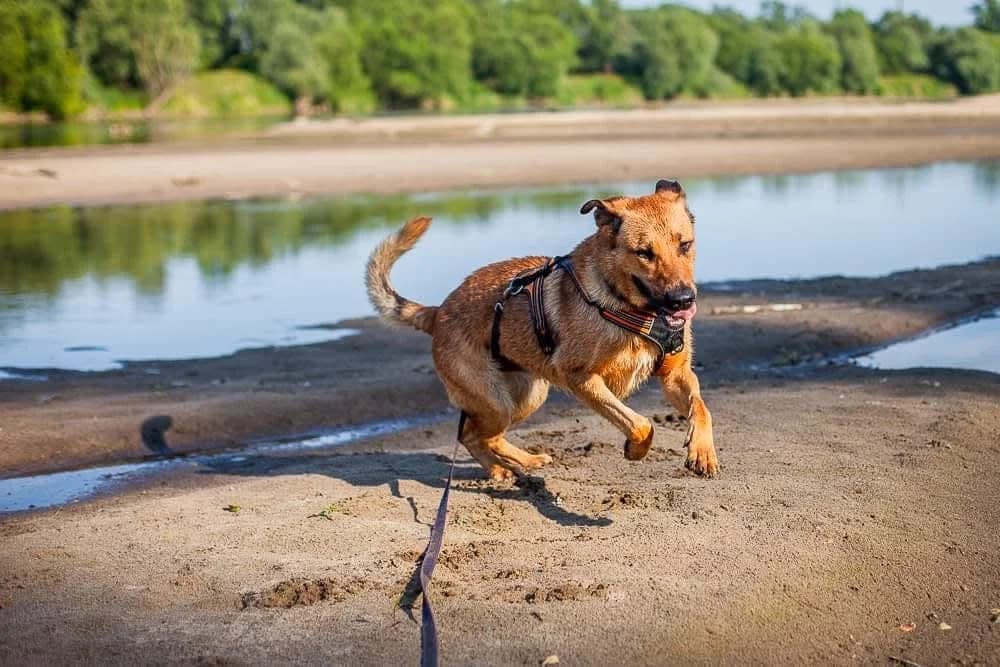 ARCHI, male 7yo Mixed Breed for adoption at Stalowowolskie Stowarzyszenie Opieki nad Zwierzętami
