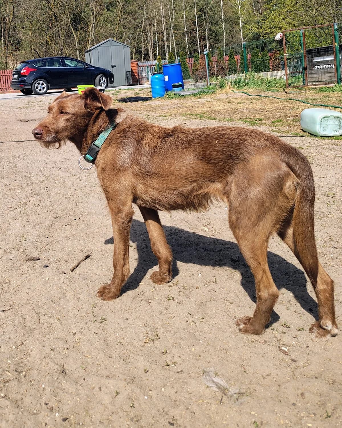 Brownie,  (Fundacja Psi Grosz Warszawa)