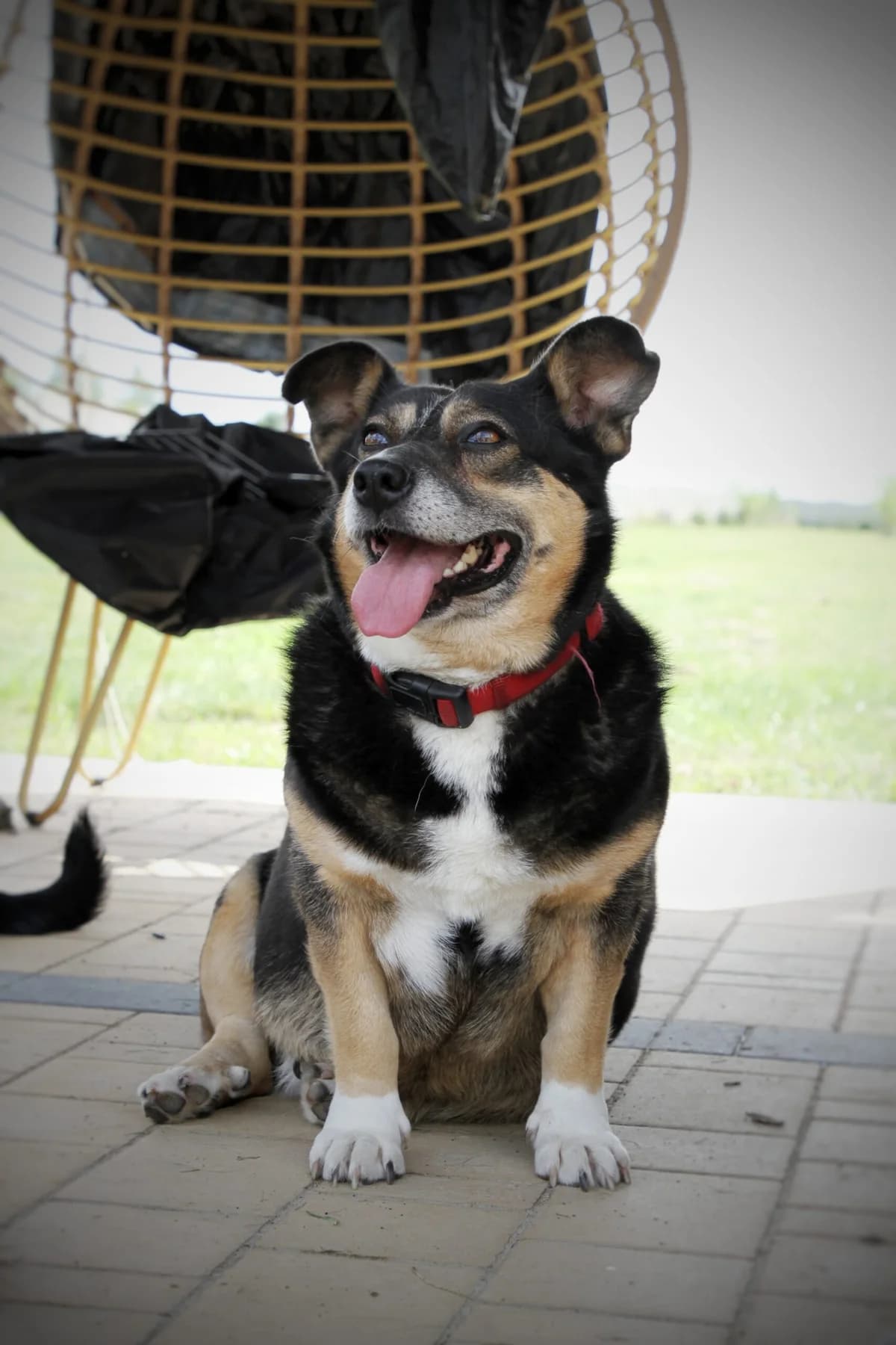 Felicja z nasypu, mixed breed for adoption at Fundacja Psi Grosz, Warszawa
