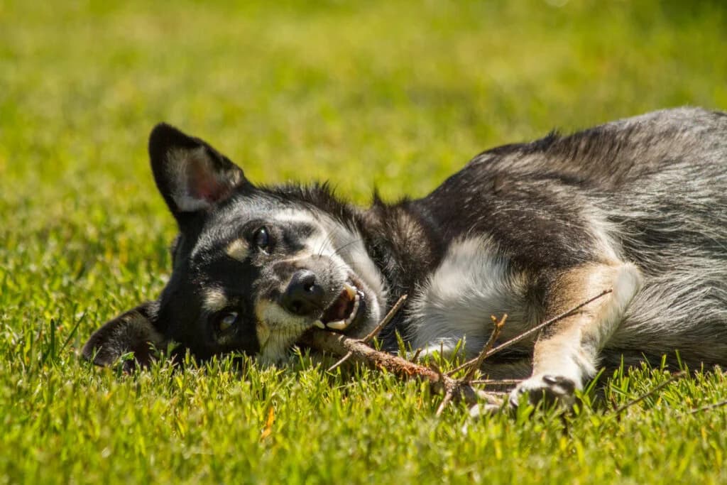 Misia, female 7yo mixed breed for adoption at Fundacja Psi Grosz, Warszawa