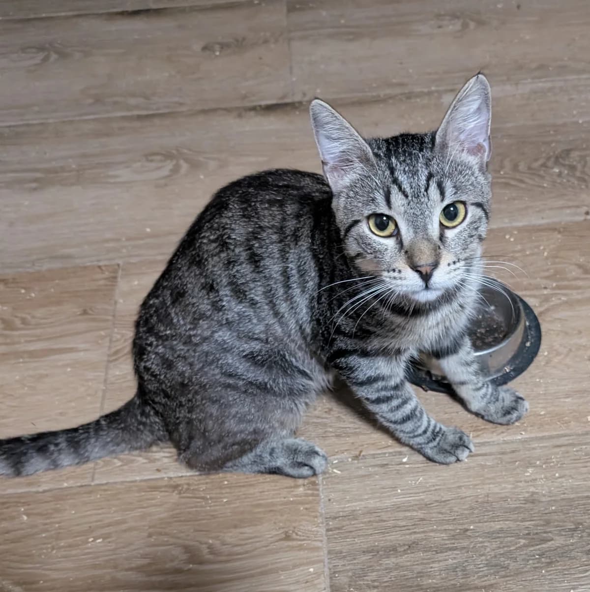 Odiś czeka na dom, mixed breed for adoption at Fundacja Psi Grosz, Warszawa