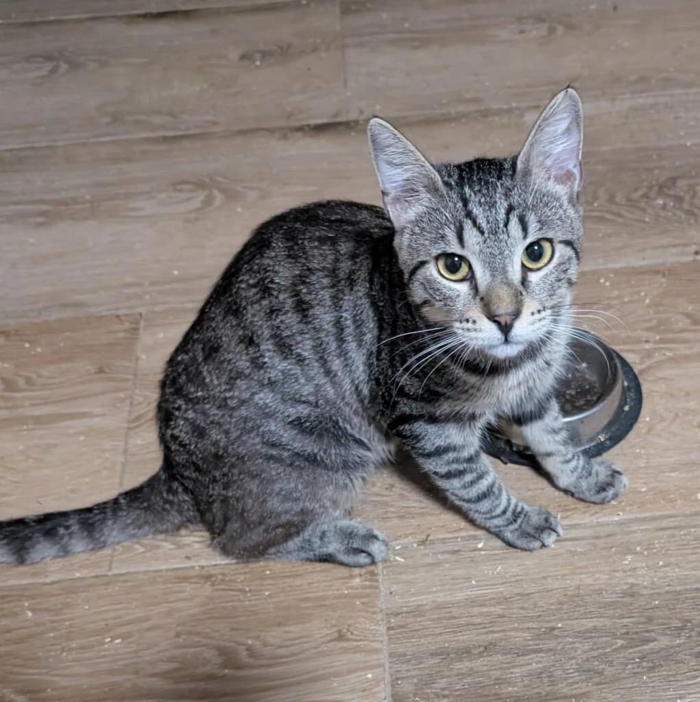 Odiś czeka na dom,  mixed breed for adoption at Fundacja Psi Grosz, Warszawa