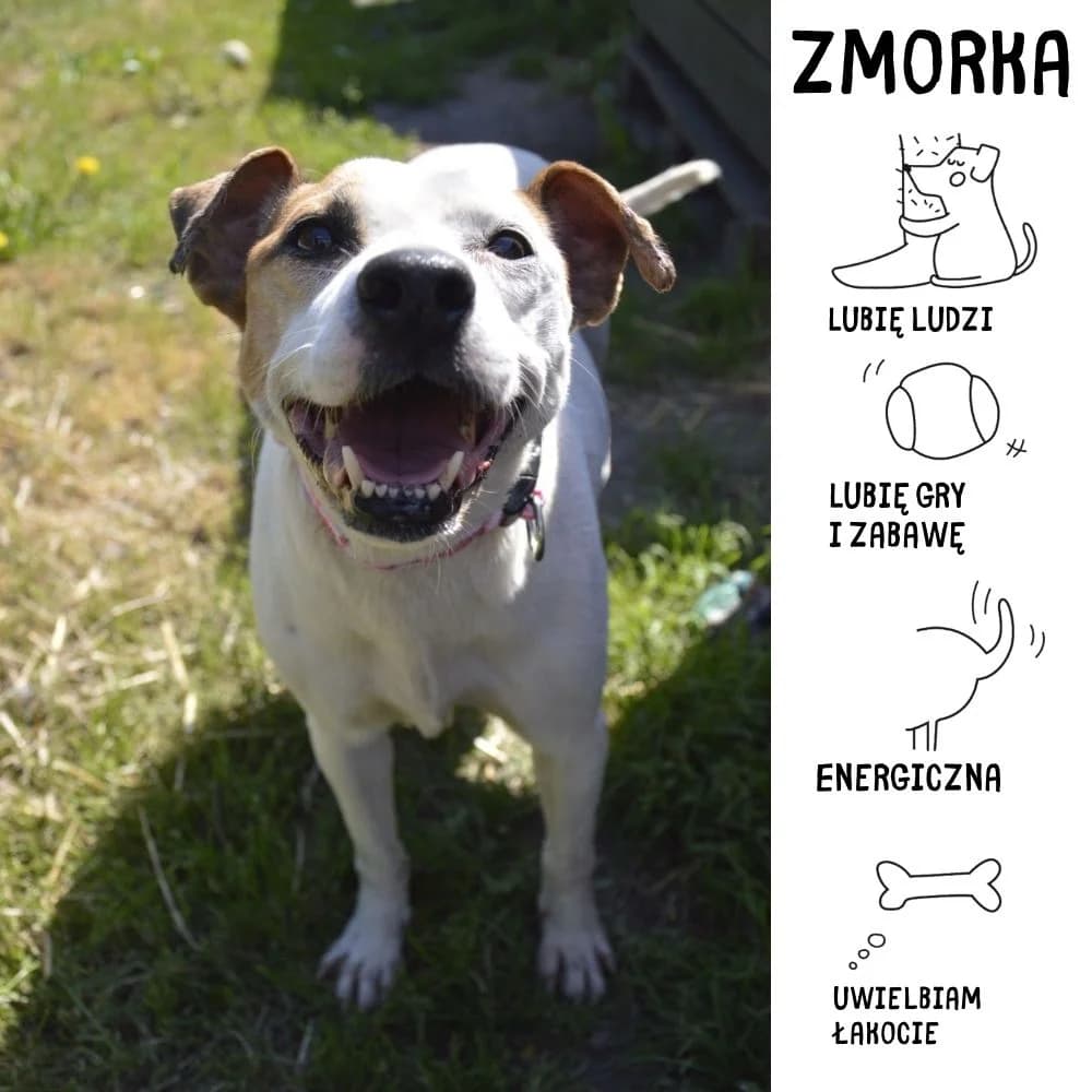 Zmorka, female senior Mixed Breed for adoption at Schronisko Zabrze, Zabrze