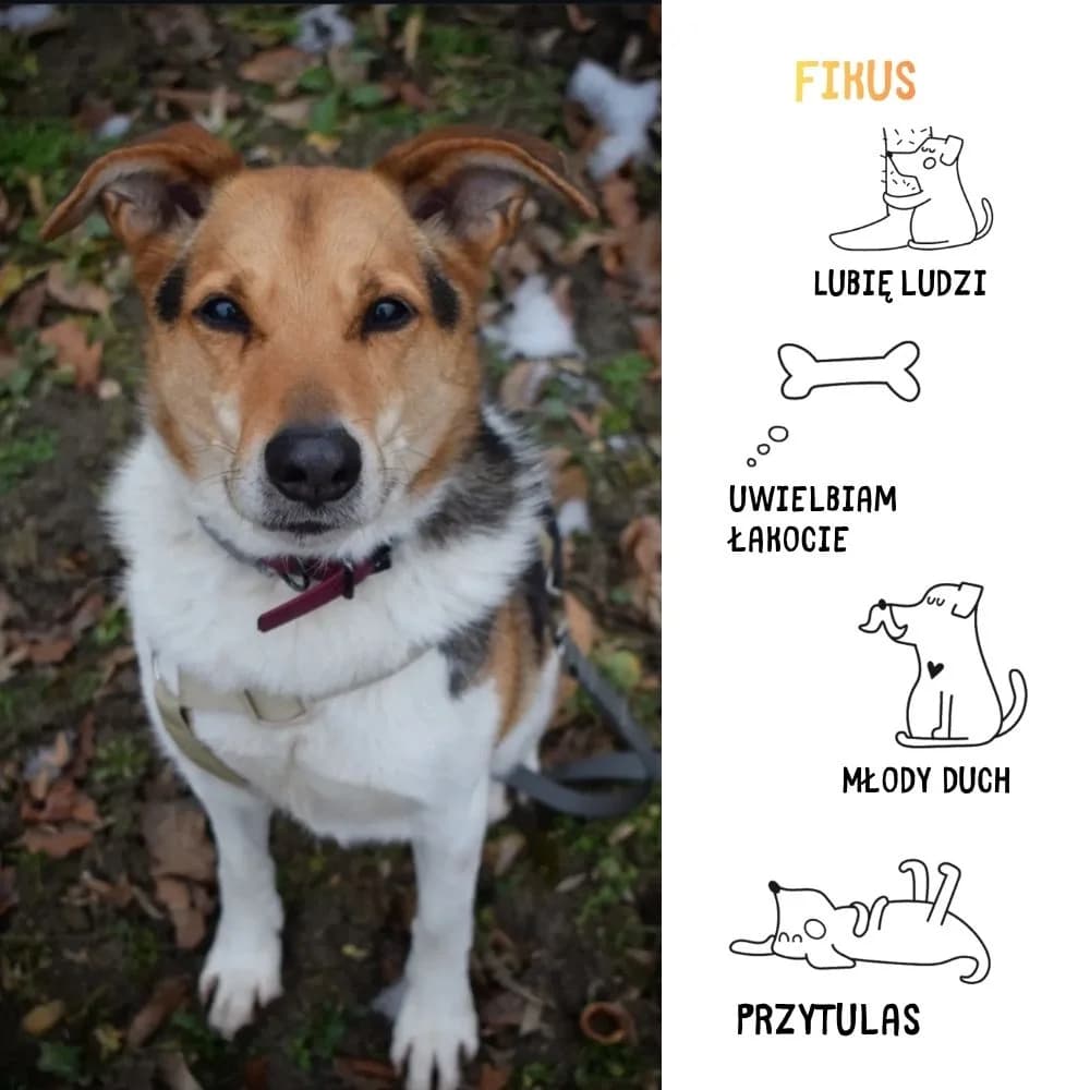 Fikus, puppy Mixed Breed for adoption at Schronisko Zabrze, Zabrze