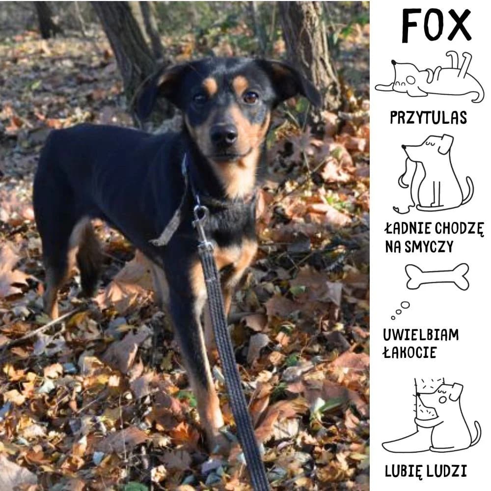 Fox, senior Mixed Breed for adoption at Schronisko Zabrze, Zabrze