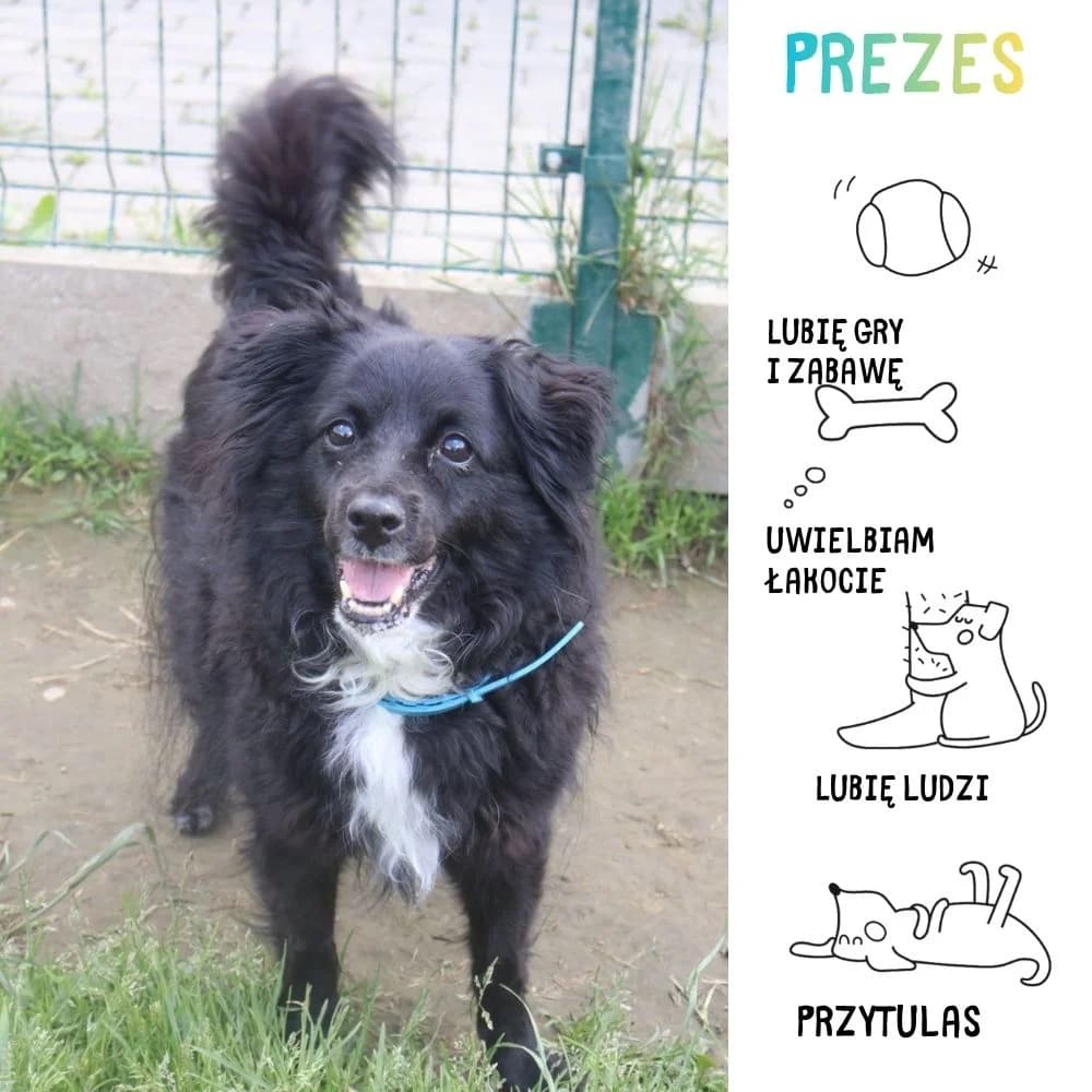 Prezes, Mixed Breed (Schronisko Zabrze)