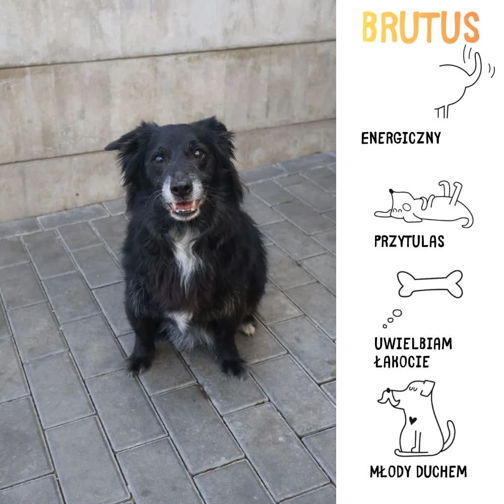 Brutus, male Mixed Breed for adoption at Schronisko Zabrze, Zabrze