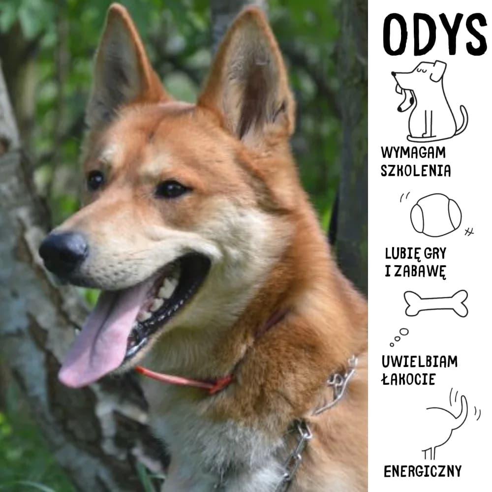 Odys, male Mixed Breed for adoption at Schronisko Zabrze, Zabrze