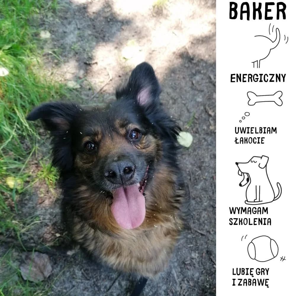 Baker,  Mixed Breed for adoption at Schronisko Zabrze, Zabrze