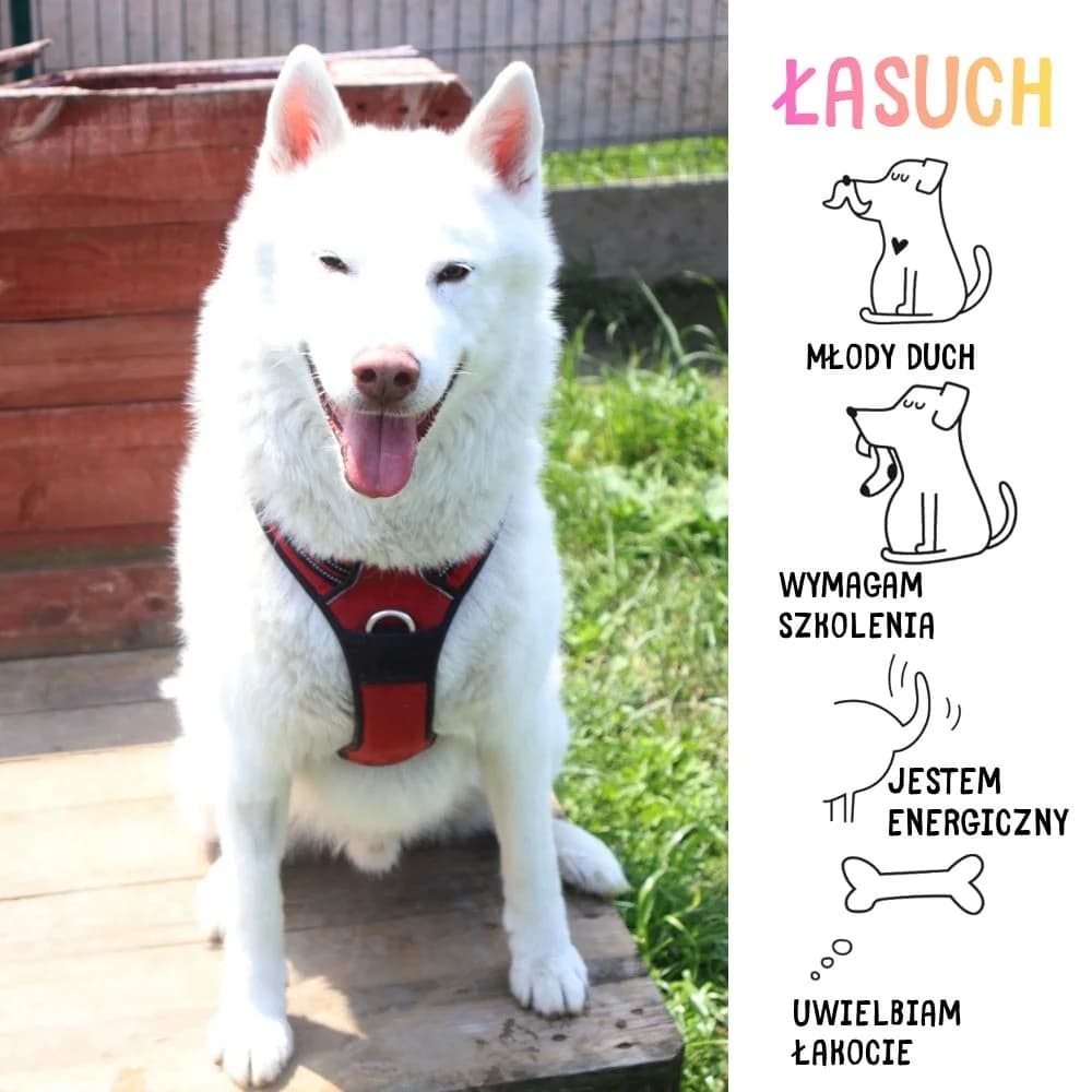 Łasuch, male Mixed Breed for adoption at Schronisko Zabrze, Zabrze