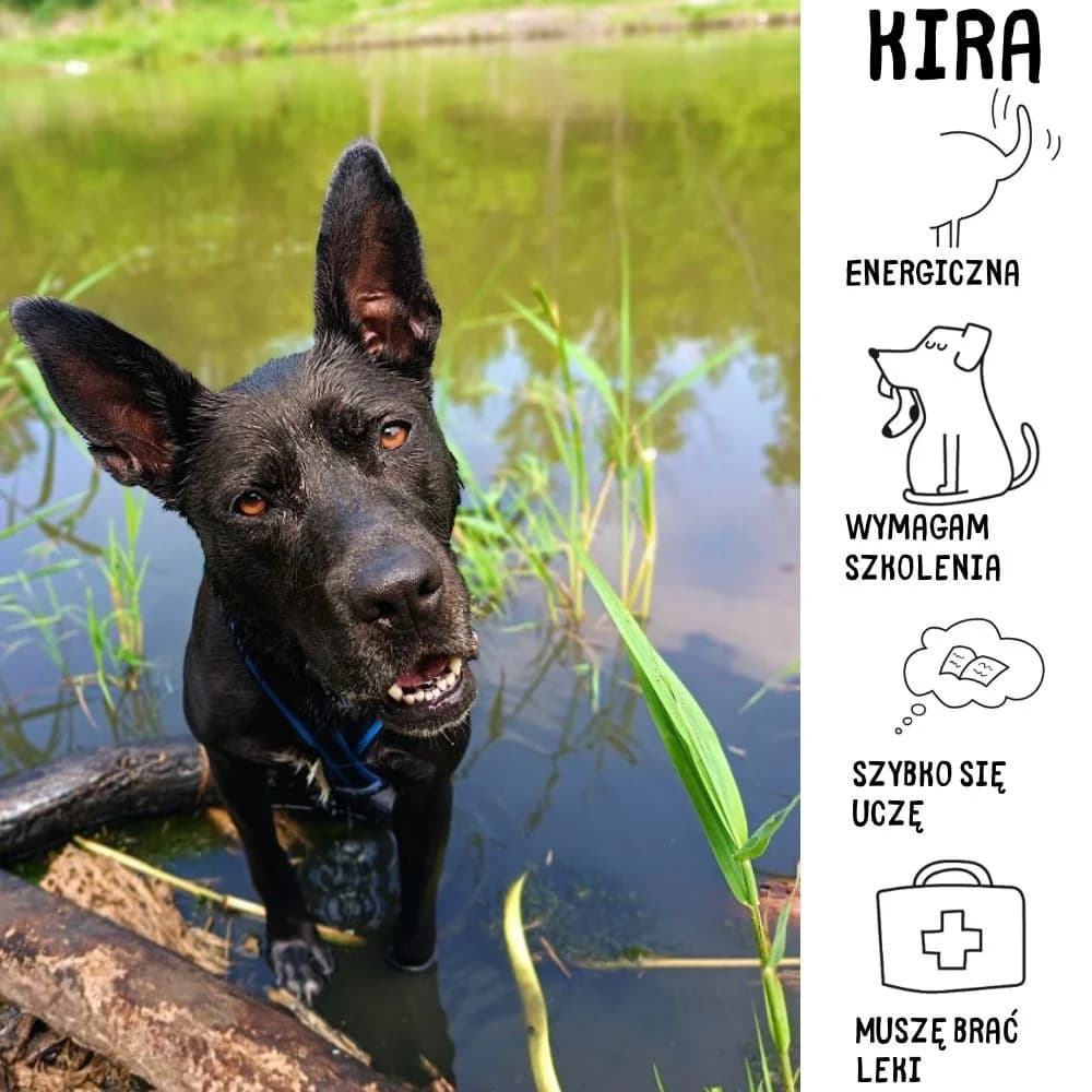 Kira, male Mixed Breed for adoption at Schronisko Zabrze, Zabrze