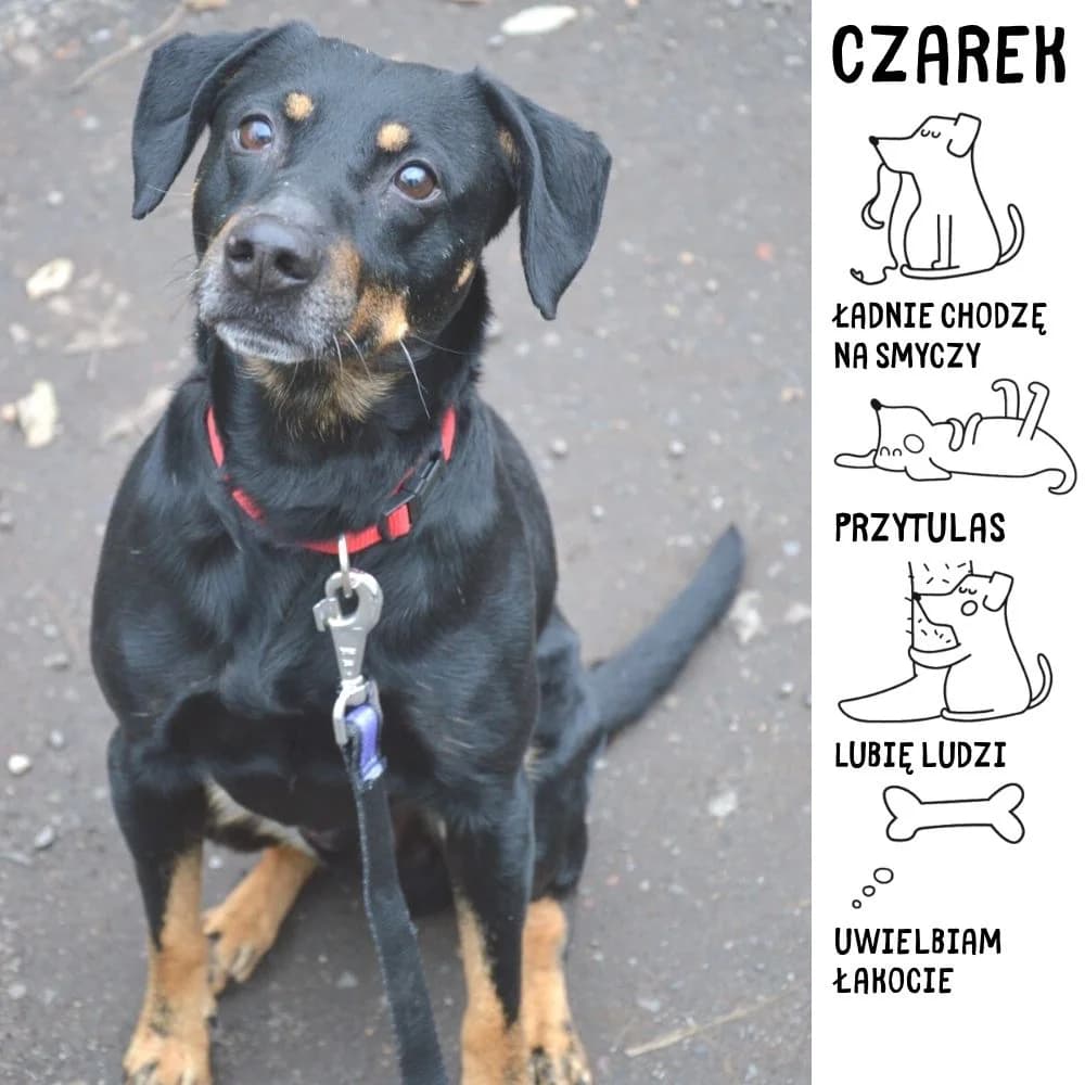 Czarek, 7yo Mixed Breed for adoption at Schronisko Zabrze, Zabrze