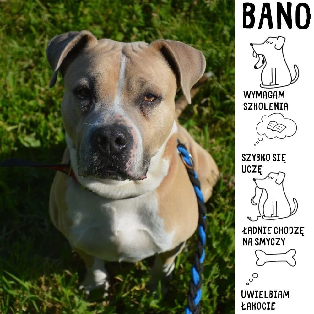 Bano,  Staffordshire Bull Terrier for adoption at Schronisko Zabrze, Zabrze