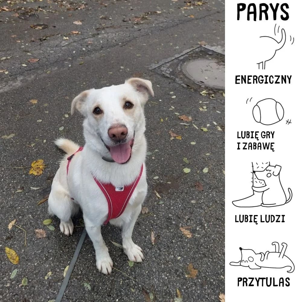 Parys, Mixed Breed for adoption at Schronisko Zabrze, Zabrze