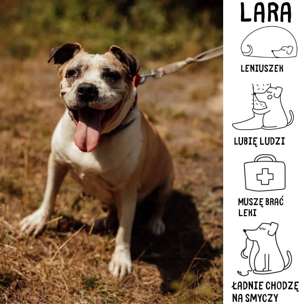 Lara, female Staffordshire Bull Terrier for adoption at Schronisko Zabrze, Zabrze