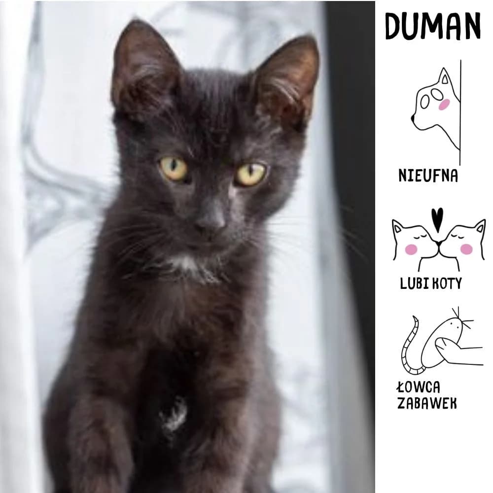 Duman, Mixed Breed for adoption at Schronisko Zabrze, Zabrze