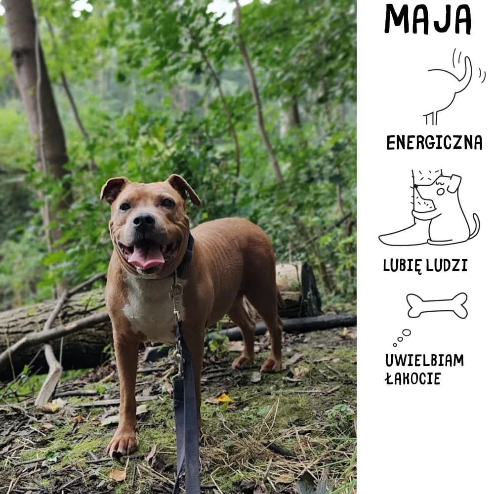 Maja, female puppy Mixed Breed for adoption at Schronisko Zabrze, Zabrze