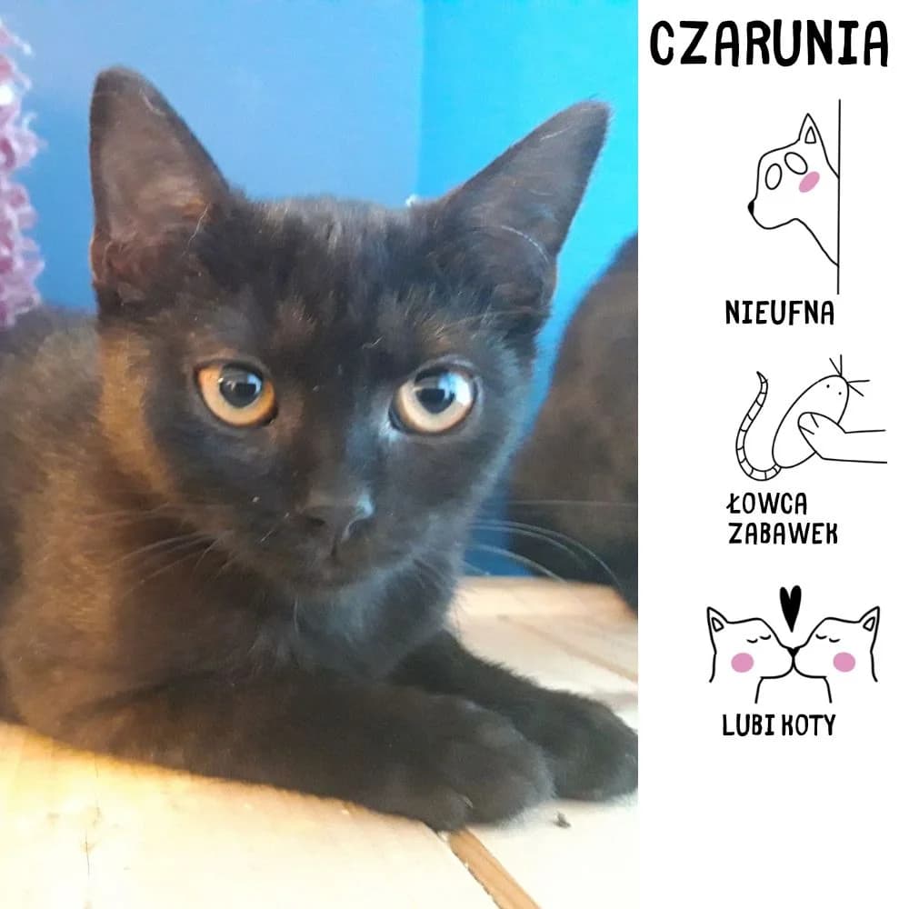 Czarunia,  puppy Mixed Breed for adoption at Schronisko Zabrze, Zabrze