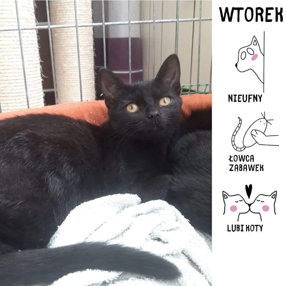 Wtorek,  puppy Mixed Breed for adoption at Schronisko Zabrze, Zabrze