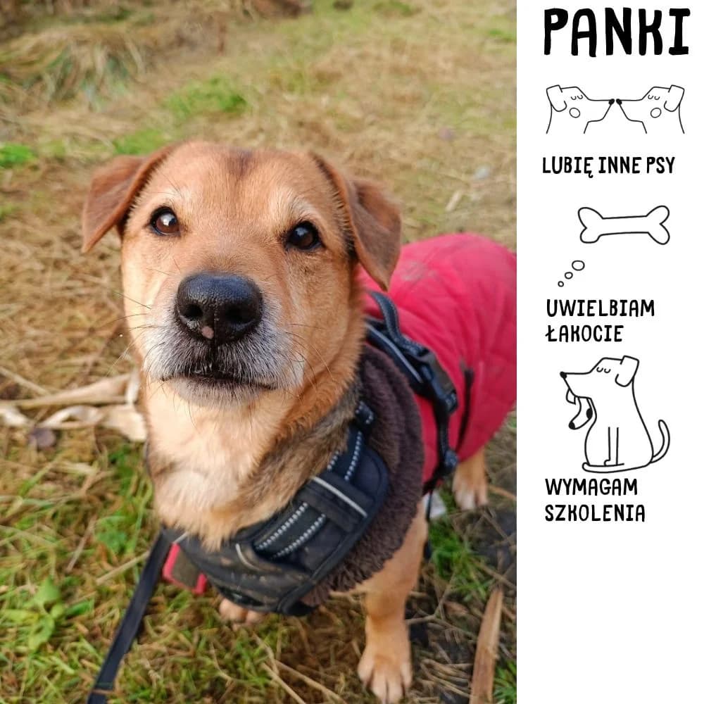 Panki, Mixed Breed for adoption at Schronisko Zabrze, Zabrze